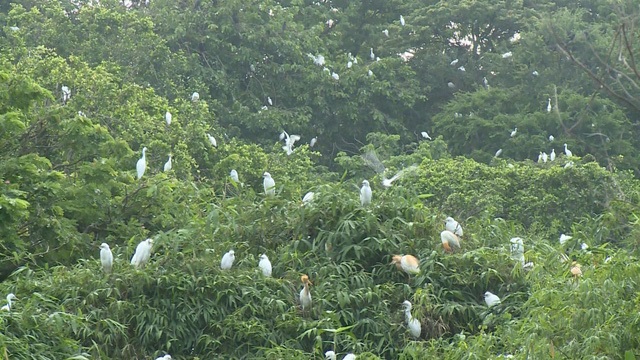 Vườn cò Bằng Lăng, Cần Thơ