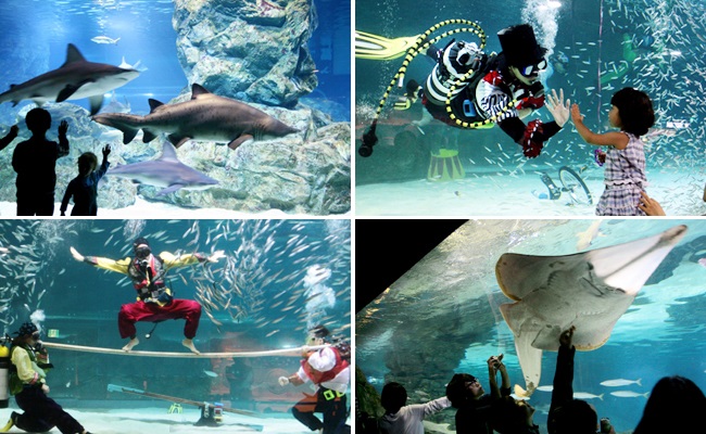 Vé tham quan Coex Aquarium tại Seoul