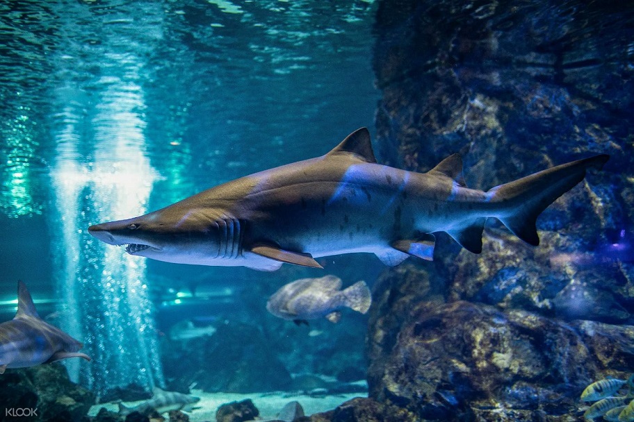 Vé tham quan Coex Aquarium tại Seoul