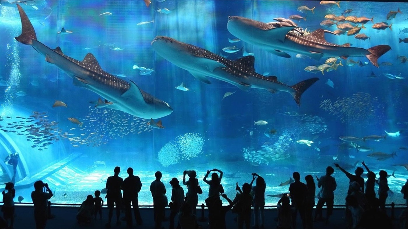 Vé tham quan Coex Aquarium tại Seoul