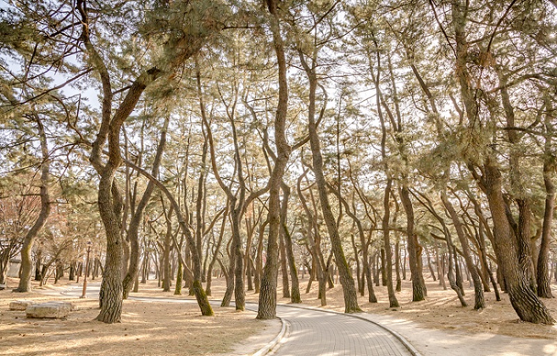 Khu lăng mộ Daereungwon, Gyeongju