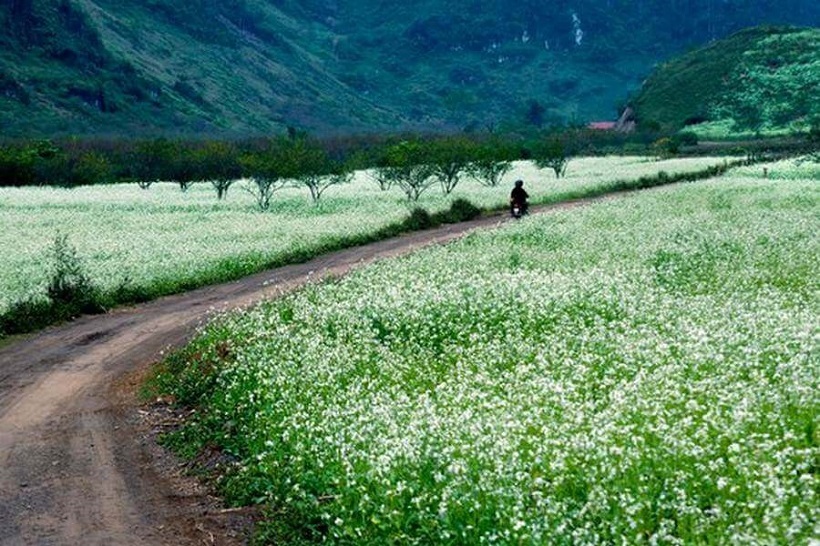 Tour 2 ngày 1 đêm khám phá cao nguyên xinh đẹp Mộc Châu