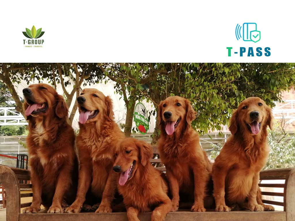 Nông trại cún Puppy Farm Đà Lạt