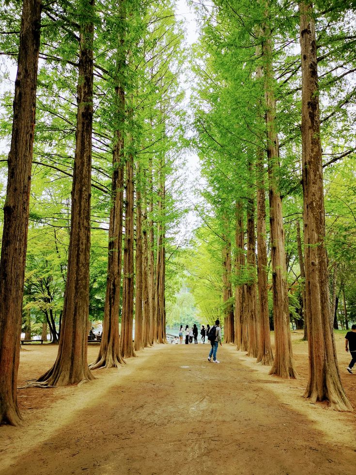 Tour Hàn Quốc 5N4D 2026 | Seoul – Đảo Nami – Everland | Khởi Hành Từ Hà Nội
