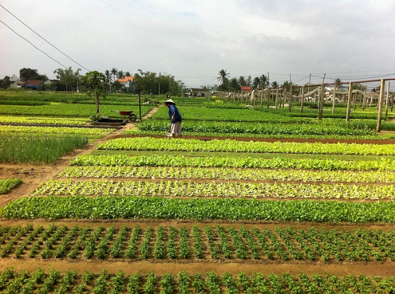 Làng Rau Trà Quế, Hội An