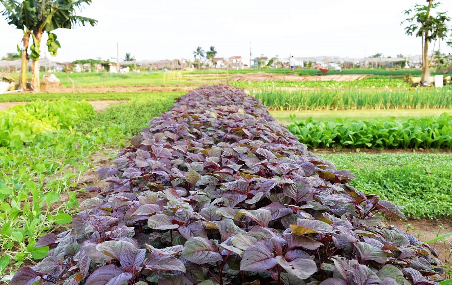 Làng Rau Trà Quế, Hội An