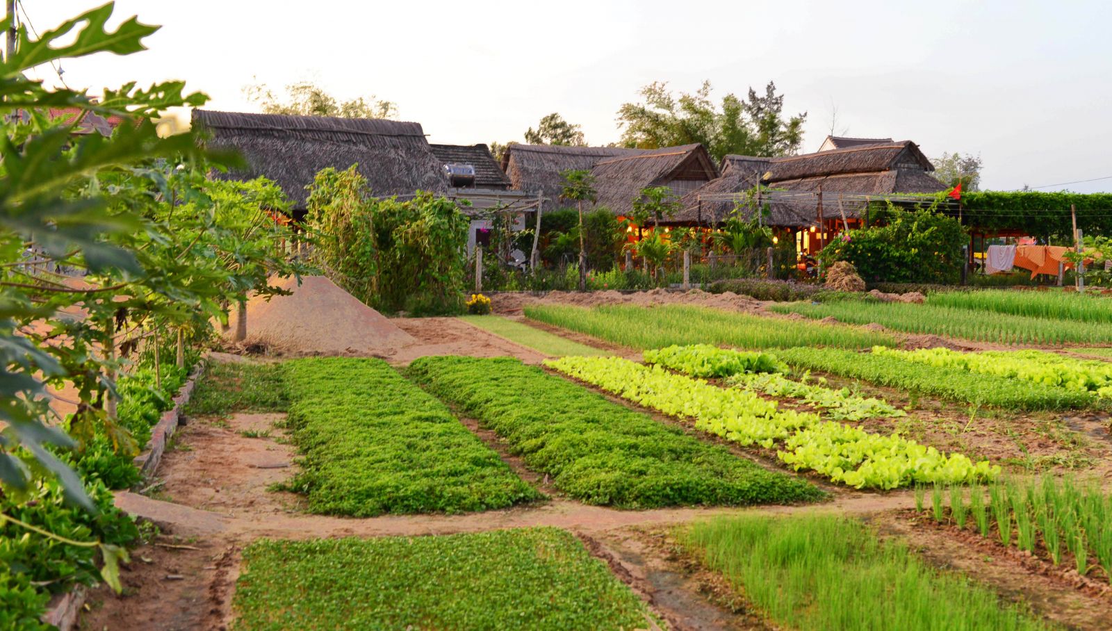 Làng Rau Trà Quế, Hội An