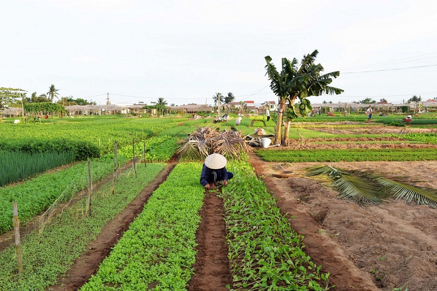 Làng Rau Trà Quế, Hội An