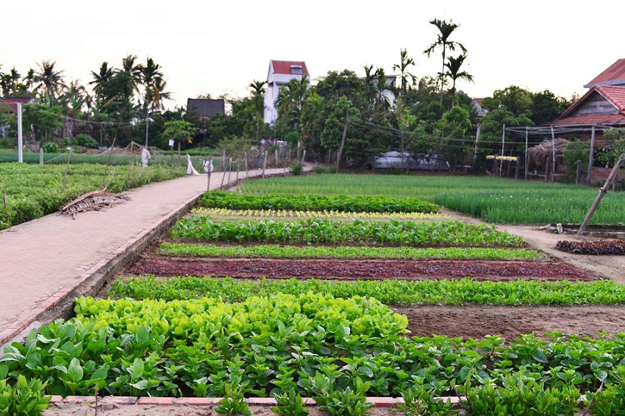 Làng Rau Trà Quế, Hội An