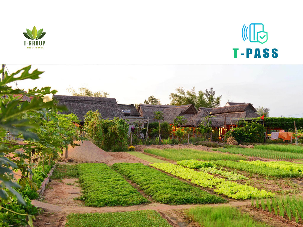 Làng Rau Trà Quế, Hội An