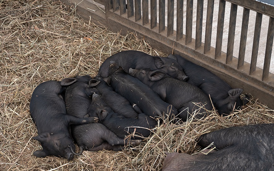 Công viên thiên nhiên Hueree, Jeju
