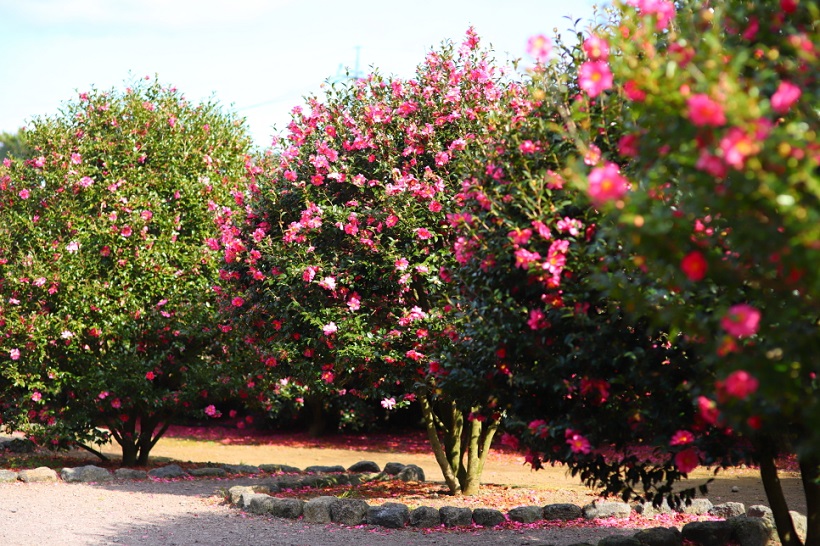 Công viên thiên nhiên Hueree, Jeju