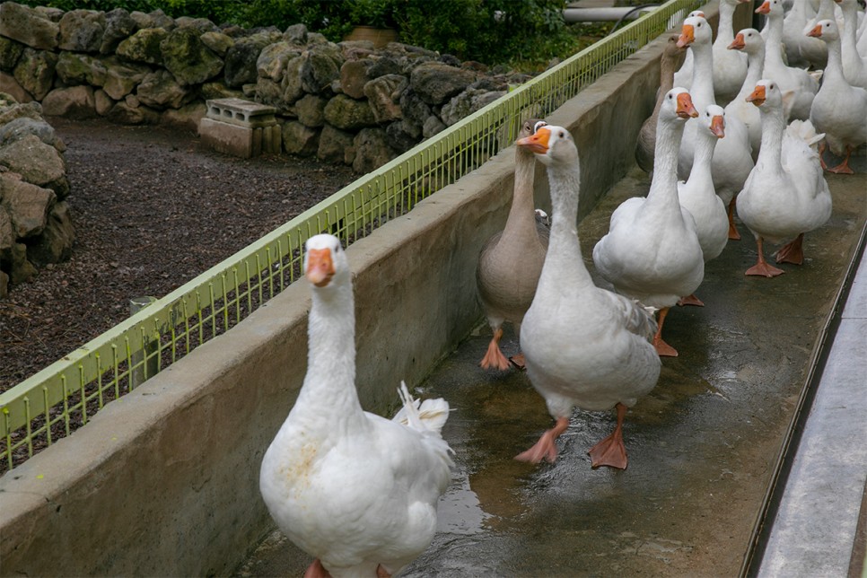 Công viên thiên nhiên Hueree, Jeju