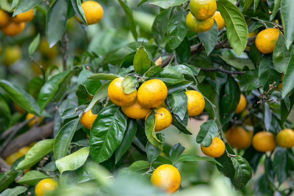 Công viên thiên nhiên Hueree, Jeju