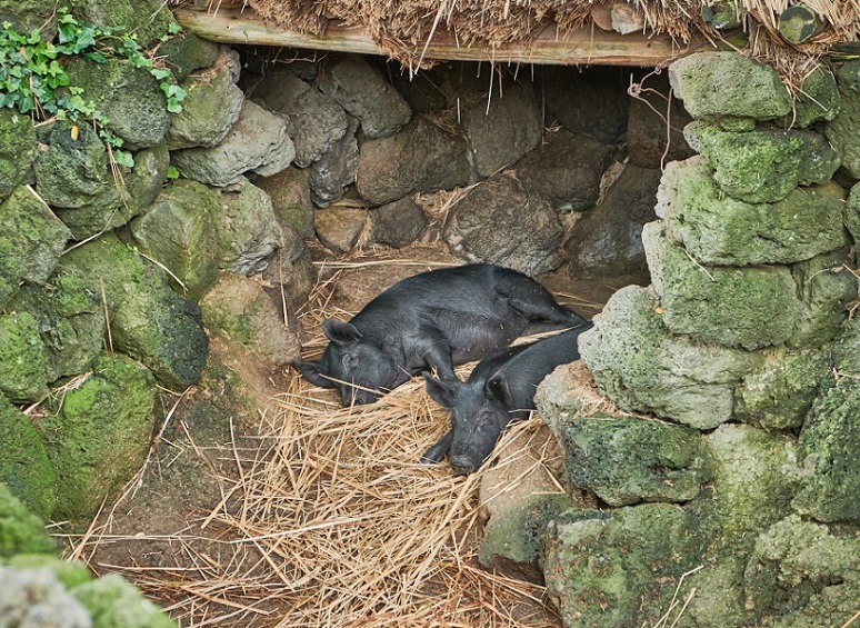 Làng dân gian Jeju