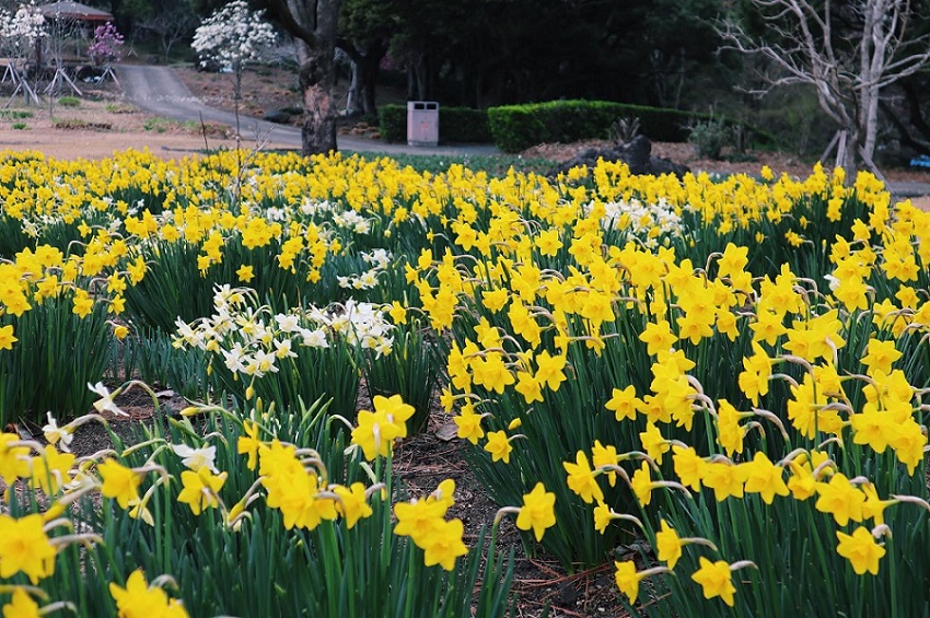Vườn bách thảo Yeomiji, Jeju