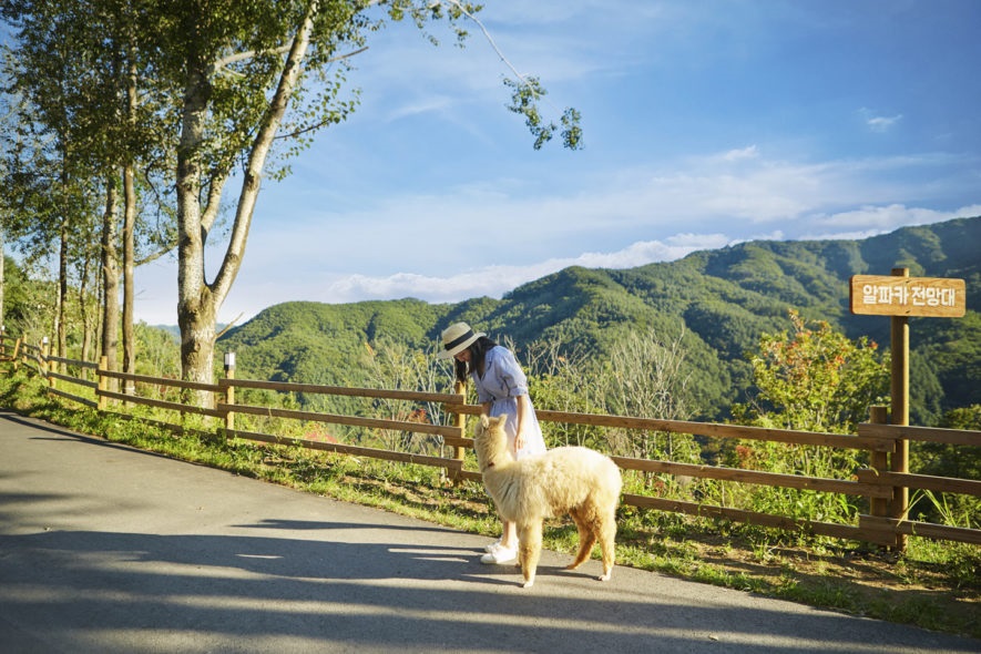 Thưởng thức khung cảnh Chuncheon tại Gubongsan Café Street, thăm Alpaca World và Jade Garden