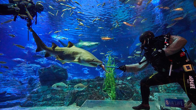 Thủy cung Sea Life Busan Aquarium