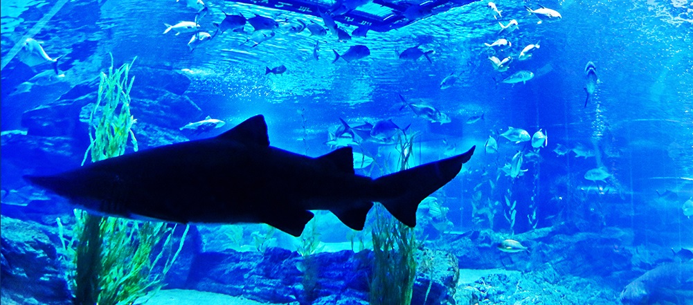 Thủy cung Sea Life Busan Aquarium