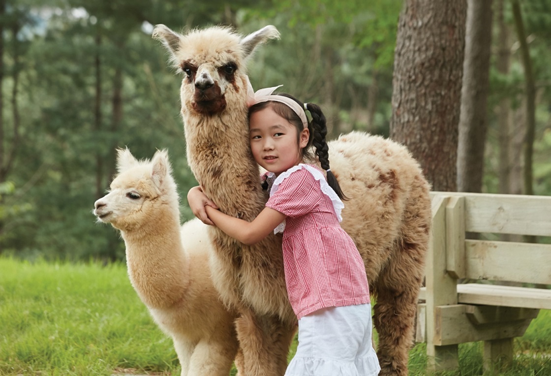 Khởi hành từ Seoul - Một ngày khám phá đảo Nami, The Garden of Morning Calm, Alpaca Pasture