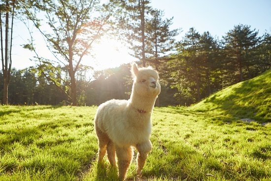 Khởi hành từ Seoul - Một ngày khám phá đảo Nami, The Garden of Morning Calm, Alpaca Pasture