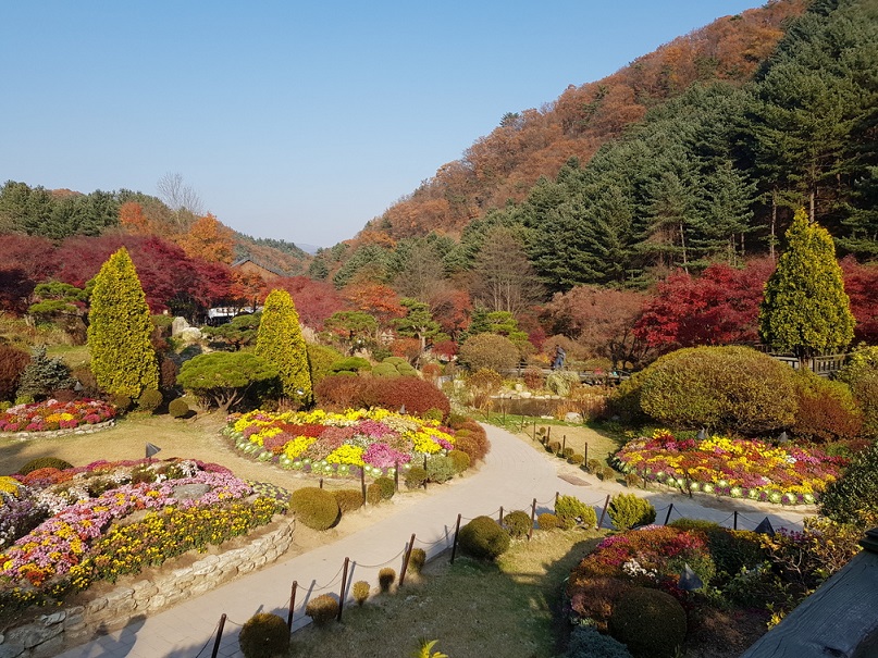 Khởi hành từ Seoul - Một ngày khám phá đảo Nami, The Garden of Morning Calm, Alpaca Pasture