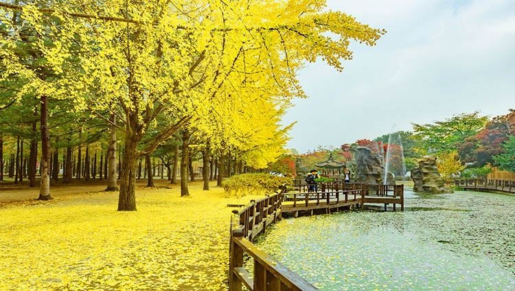 Khởi hành từ Seoul - Một ngày khám phá đảo Nami, The Garden of Morning Calm, Alpaca Pasture