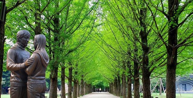 Khởi hành từ Seoul - Một ngày khám phá đảo Nami, The Garden of Morning Calm, Alpaca Pasture