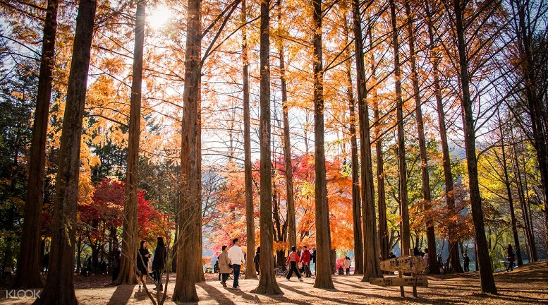 Khởi hành từ Seoul - Một ngày khám phá đảo Nami, The Garden of Morning Calm, Alpaca Pasture