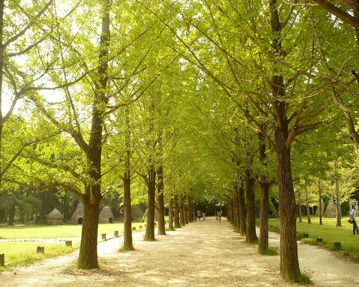 Khởi hành từ Seoul - Một ngày khám phá đảo Nami, The Garden of Morning Calm, Alpaca Pasture