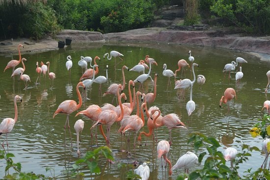 Vinpearl Safari Phú Quốc