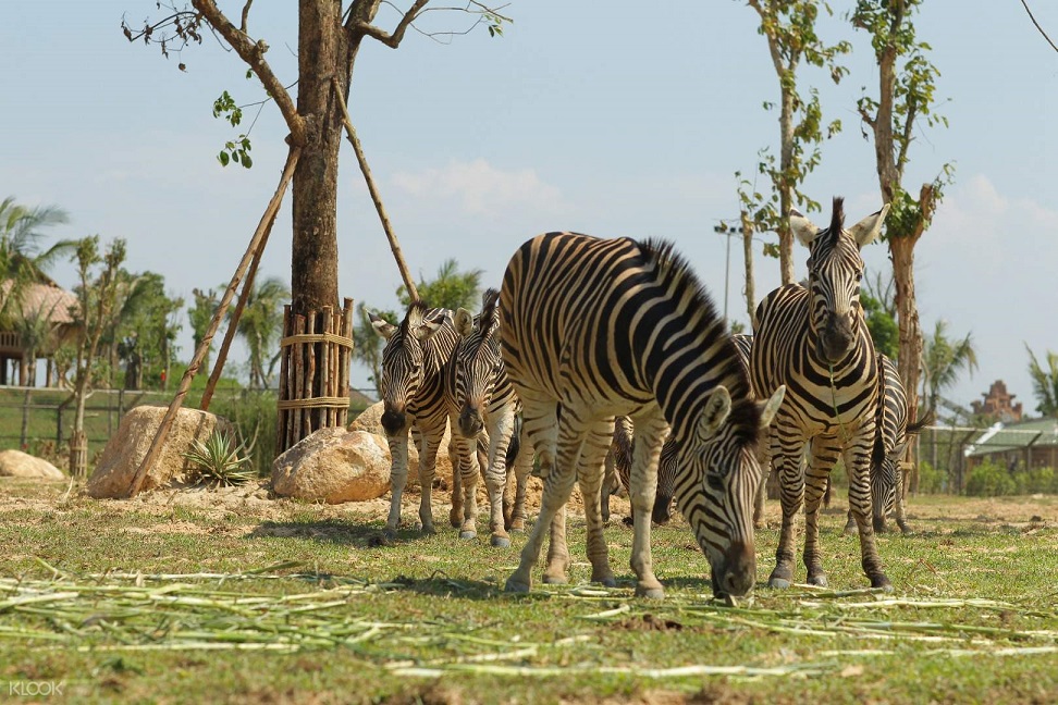 Vinpearl Safari Phú Quốc