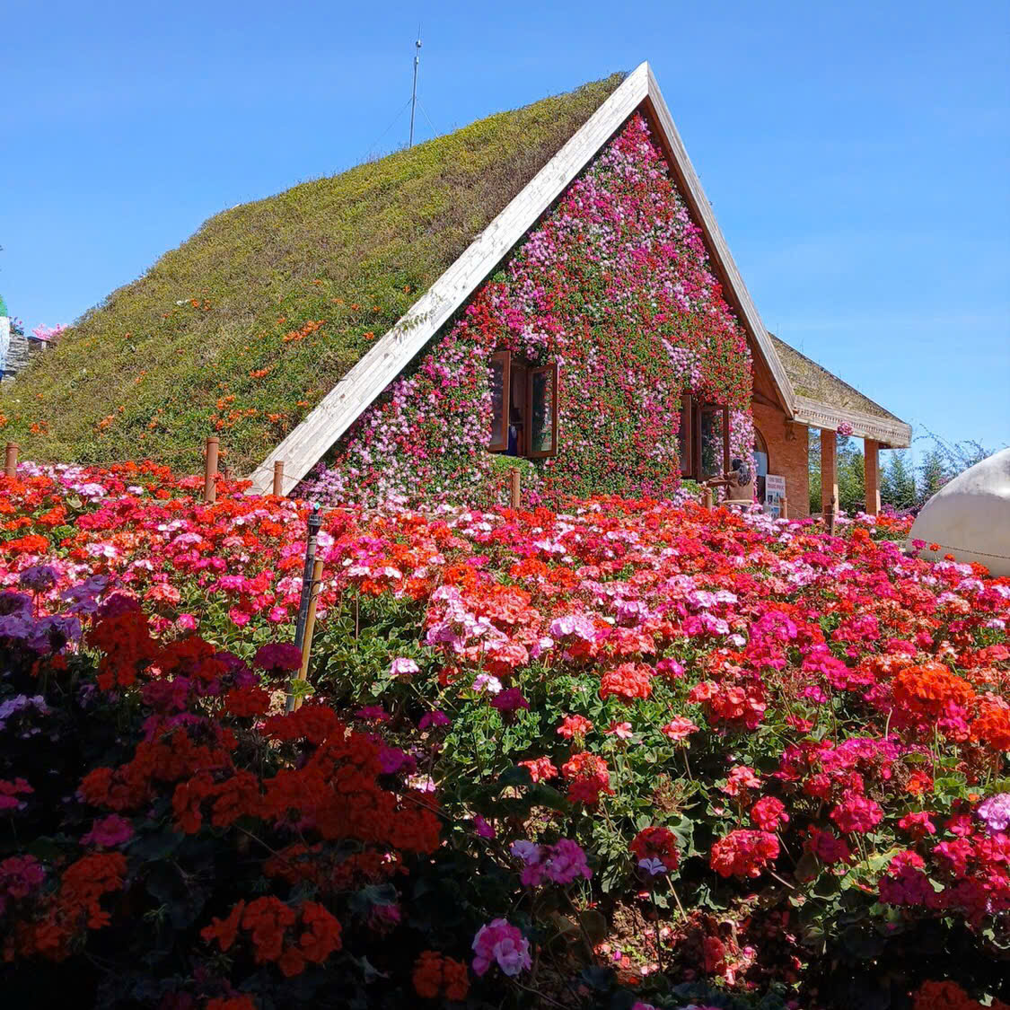 달랏가볼만한 곳 어디? 플래시 가든에서 꽃의 향연을!