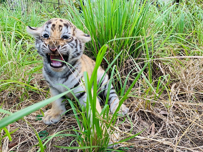 FLC Zoo Safari Park Quy Nhơn