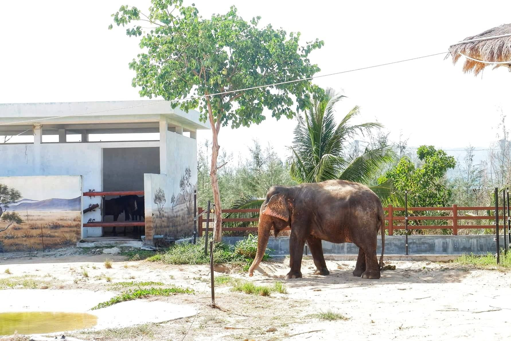 FLC Zoo Safari Park Quy Nhơn